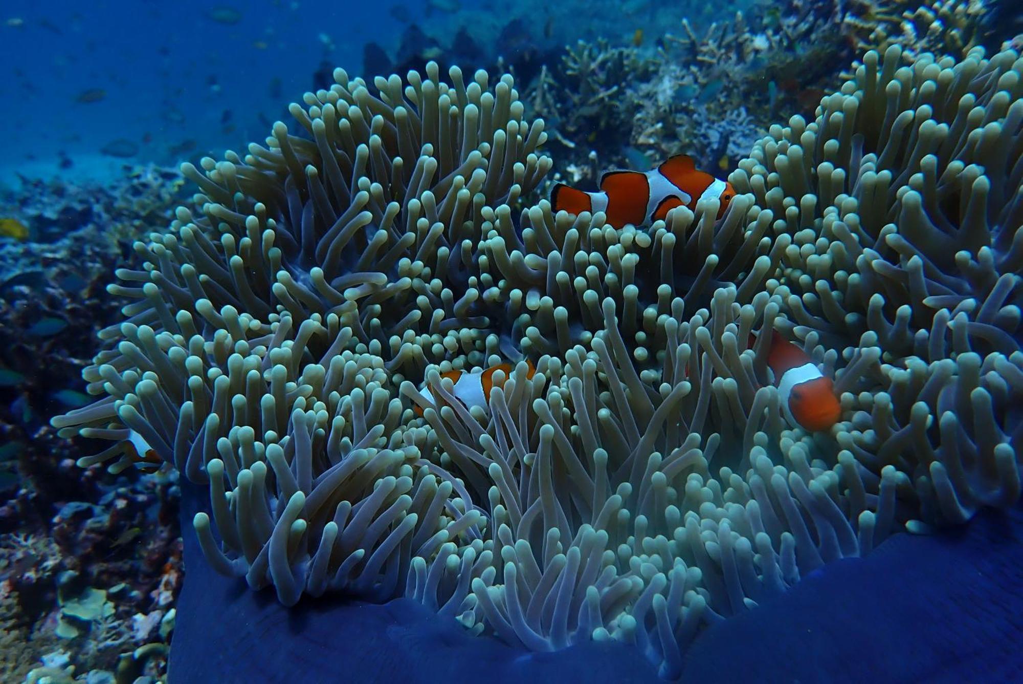 Wai Resort - Raja Ampat Pulau Birie Buitenkant foto