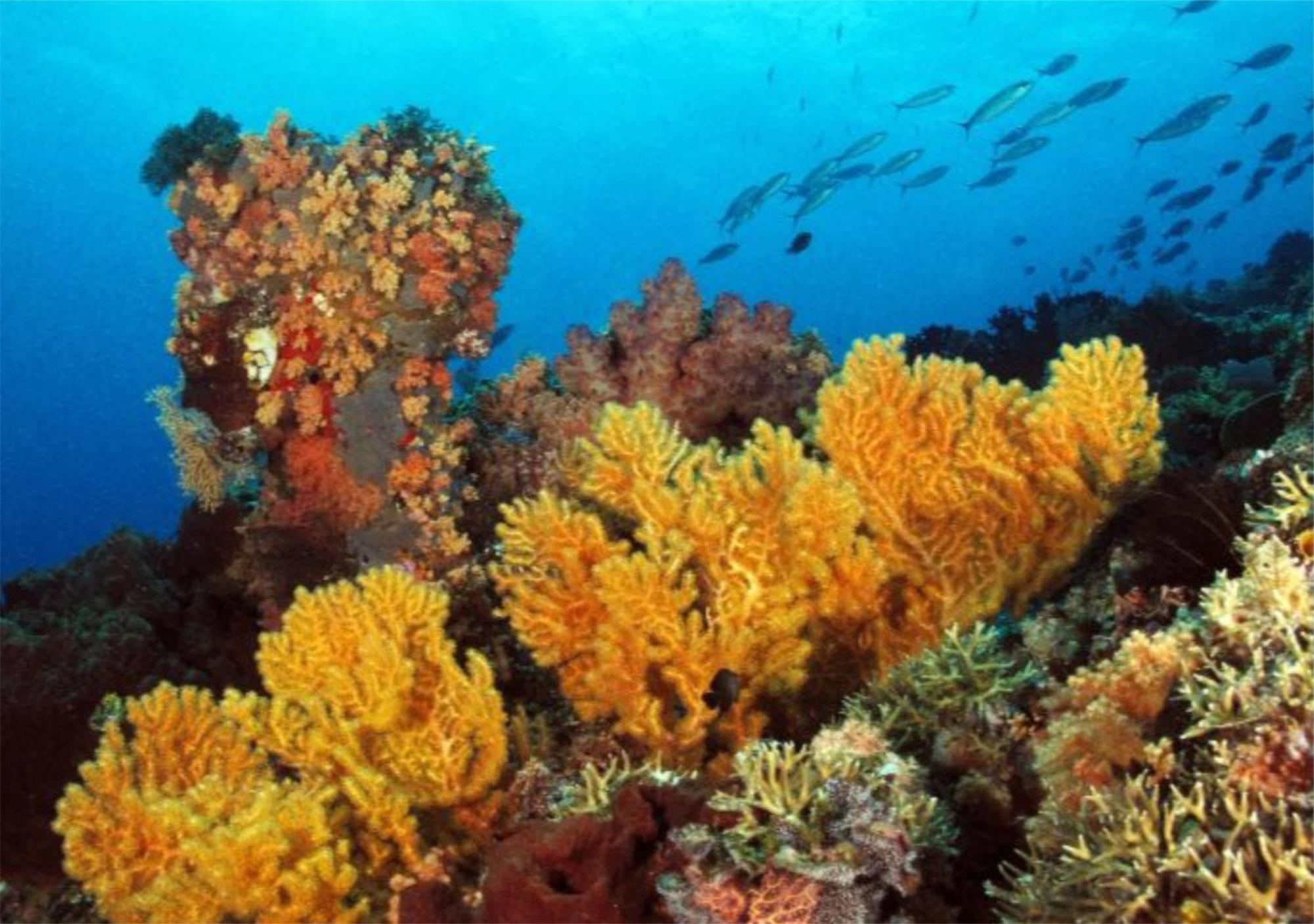 Wai Resort - Raja Ampat Pulau Birie Buitenkant foto