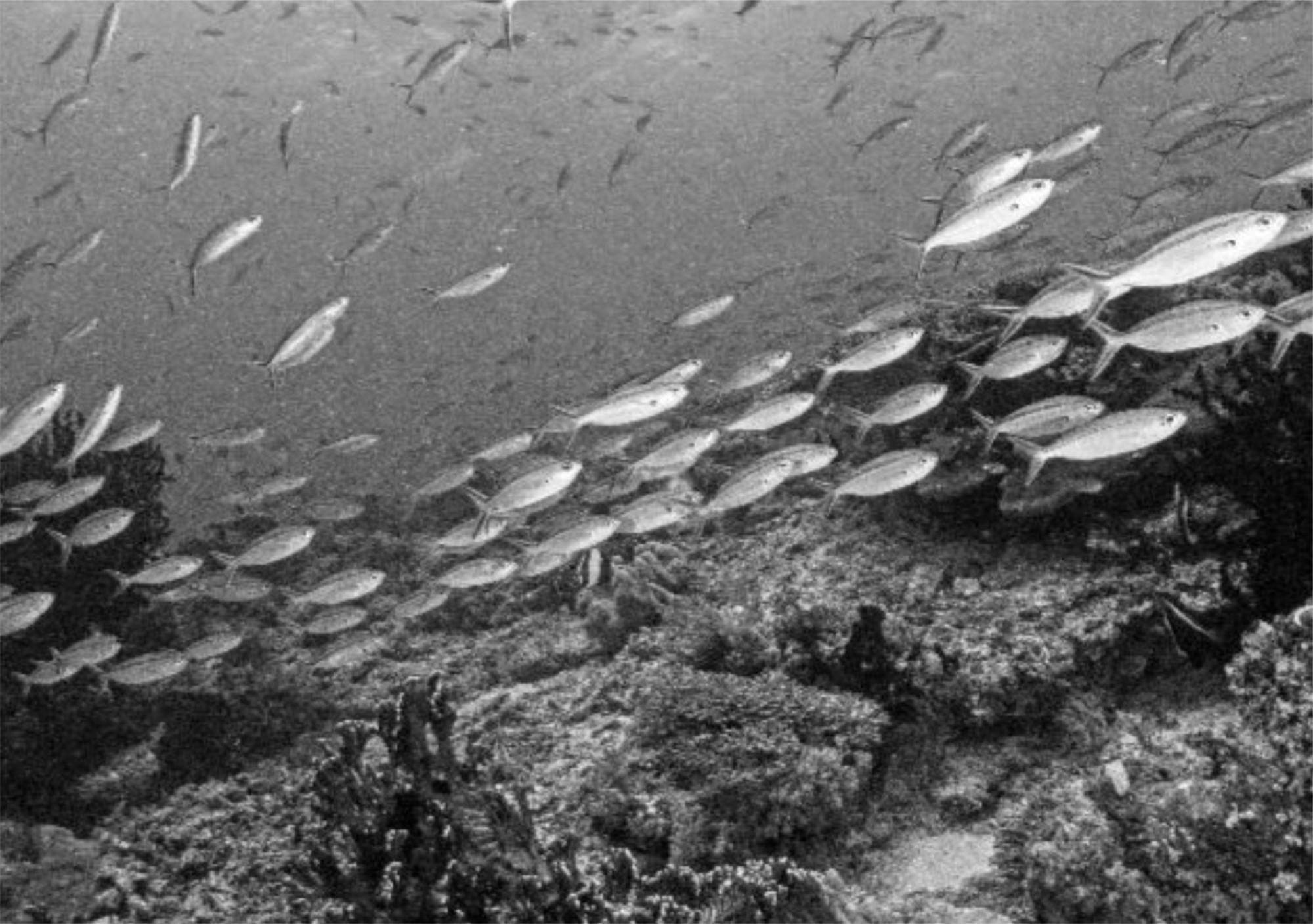 Wai Resort - Raja Ampat Pulau Birie Buitenkant foto